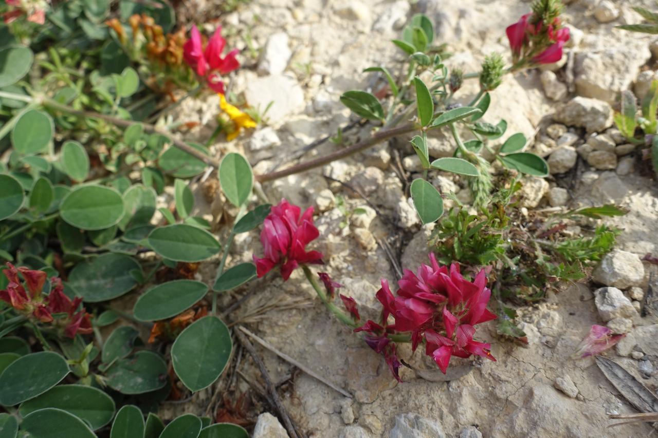 Agriturismo Baglio San Nicola Naro Εξωτερικό φωτογραφία